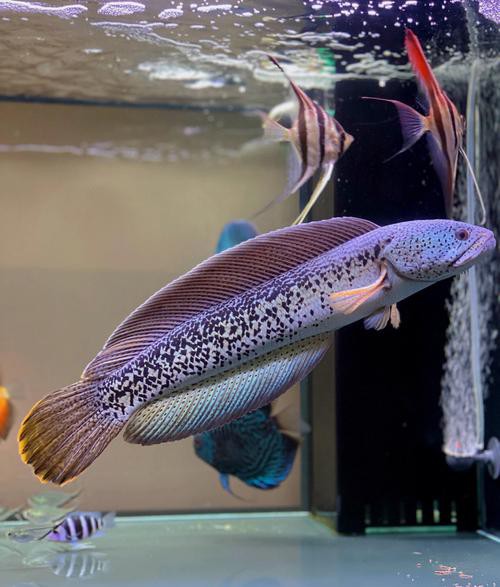 最貴的雷龍魚是什么品種圖片 最貴的雷龍魚是什么品種圖片 龍魚百科 第13張