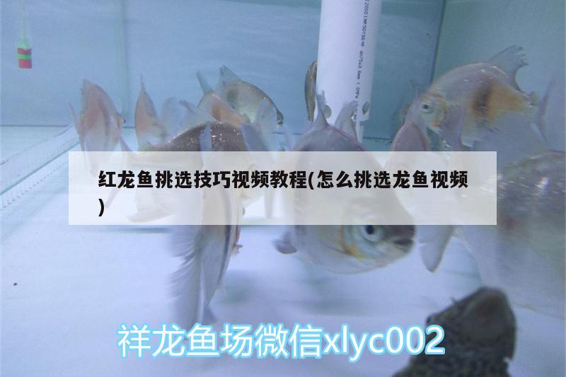 紅龍魚挑選技巧視頻教程(怎么挑選龍魚視頻) 紅龍魚挑選技巧視頻教程(怎么挑選龍魚視頻) 龍魚百科