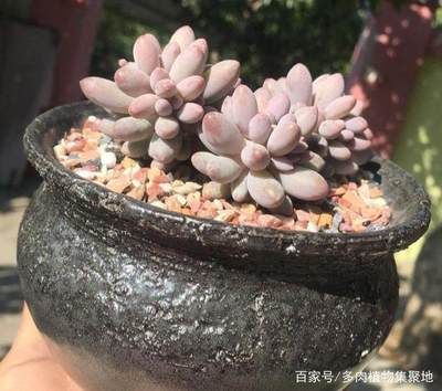 龍魚怎么出狀態：如何讓龍魚出狀態