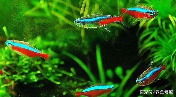 曼龍魚孔雀魚混養(yǎng)