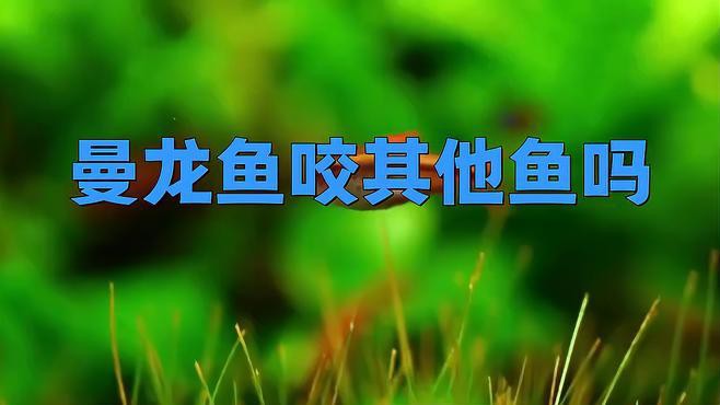 曼龍魚孔雀魚混養(yǎng)
