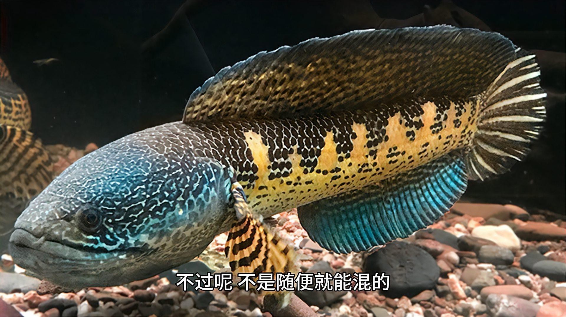 曼龍魚孔雀魚混養(yǎng)