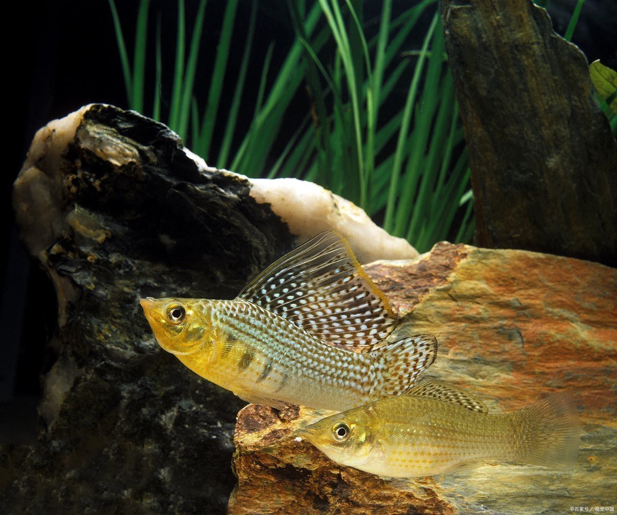 曼龍魚孔雀魚混養(yǎng)