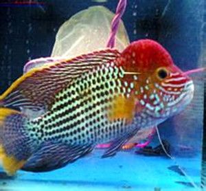 網購金龍魚苗是真的嗎能買嗎：網購金龍魚苗是真實存在的嗎？