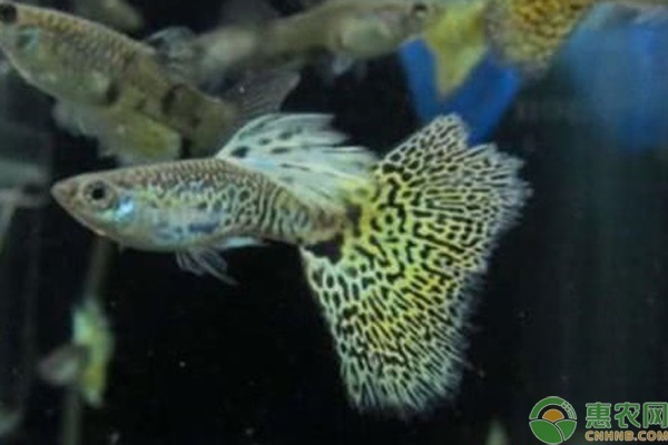 十大最好養的魚 十大最好養的魚 龍魚百科 第4張