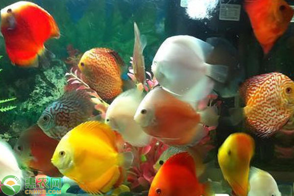 十大最好養的魚 十大最好養的魚 龍魚百科 第1張