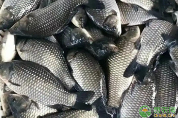 十大最好養的魚 十大最好養的魚 龍魚百科 第2張