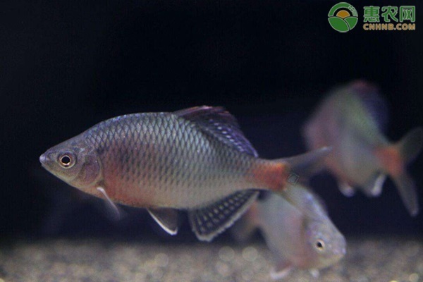 十大最好養的魚 十大最好養的魚 龍魚百科 第5張