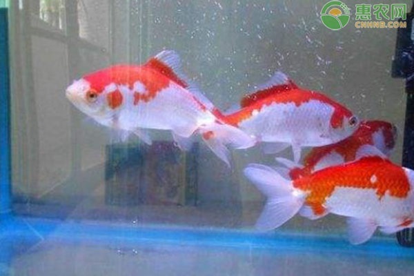 十大最好養的魚 十大最好養的魚 龍魚百科 第3張