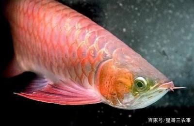 紅龍魚的生長環境怎么樣：紅龍魚怎么養怎么養紅龍魚的飼養方法全攻略