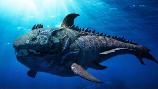 滄龍魚長什么樣圖片大全