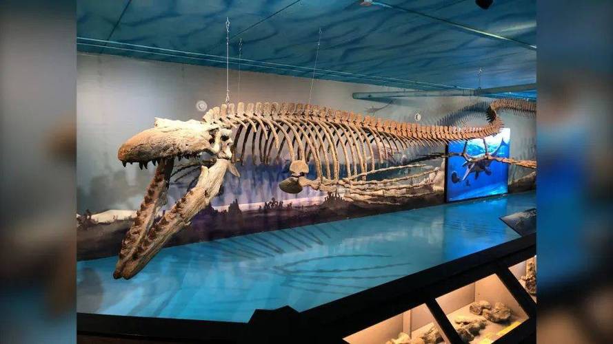 滄龍魚長什么樣圖片大全