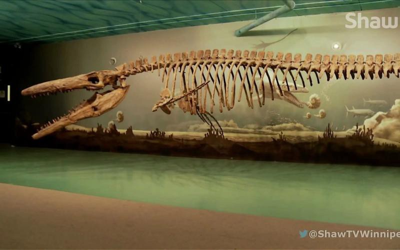 滄龍魚長什么樣圖片大全