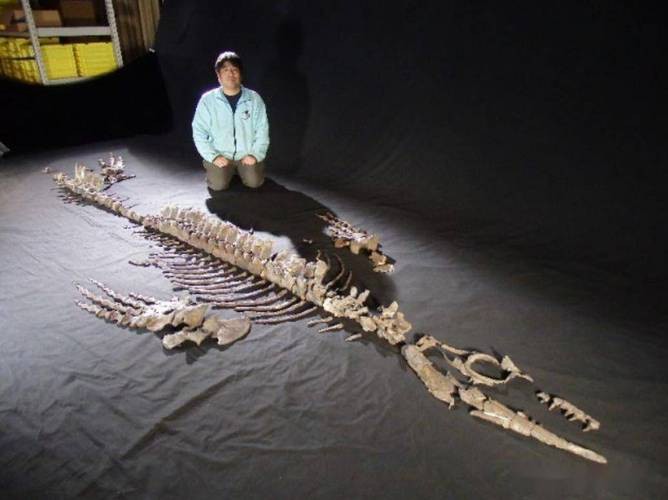 滄龍魚長什么樣圖片大全