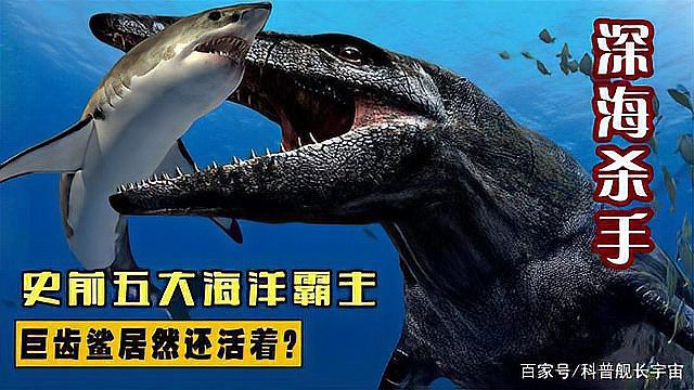 滄龍魚長什么樣圖片大全