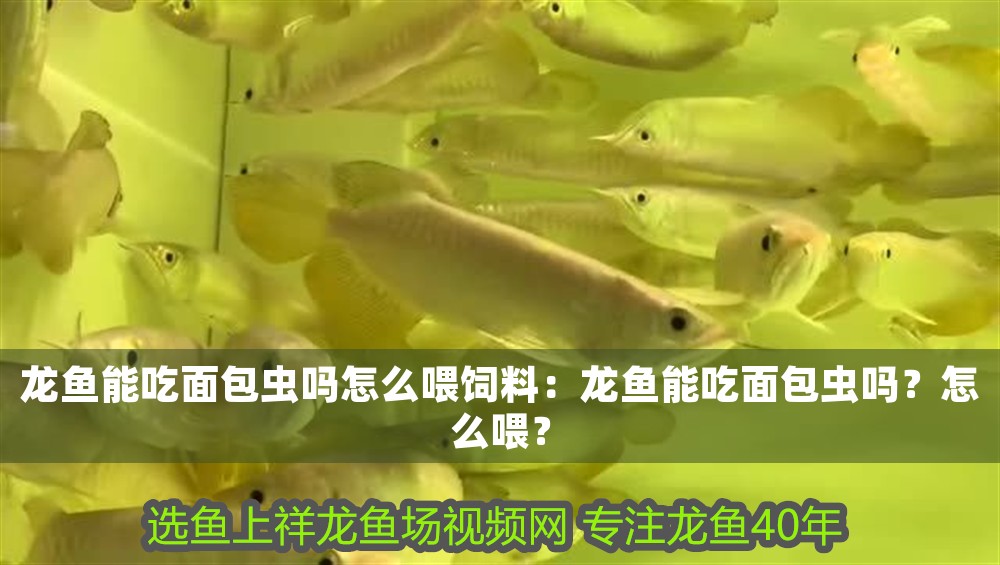龍魚能吃面包蟲嗎怎么喂飼料：龍魚能吃面包蟲嗎？怎么喂？ 龍魚能吃面包蟲嗎怎么喂飼料：龍魚能吃面包蟲嗎？怎么喂？ 龍魚百科 第1張