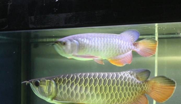 家養(yǎng)金龍魚多少錢（家養(yǎng)金龍魚價格金龍魚多少錢一條金龍魚多少錢一條）