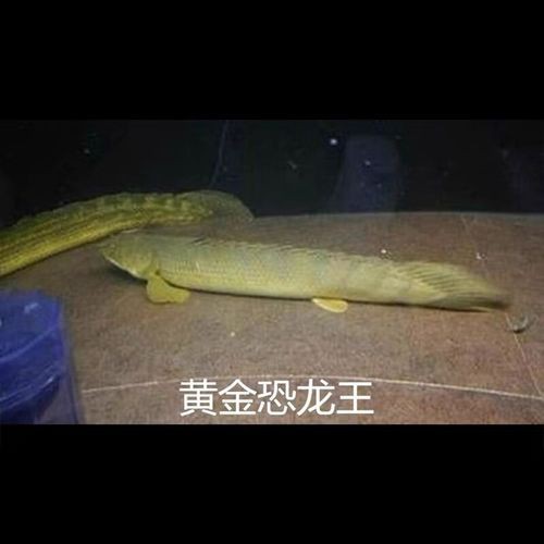 九角龍魚圖片欣賞
