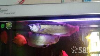 龍魚長到45公分要多久（龍魚長到45公分要多久，）