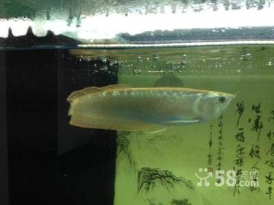 龍魚長到45公分要多久（龍魚長到45公分要多久，）
