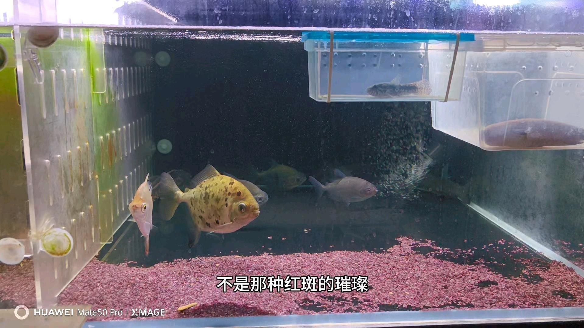 哪種銀板魚最好看 龍魚百科 第4張 哪種銀板魚最好看 哪種銀板魚最好看 龍魚百科 第4張