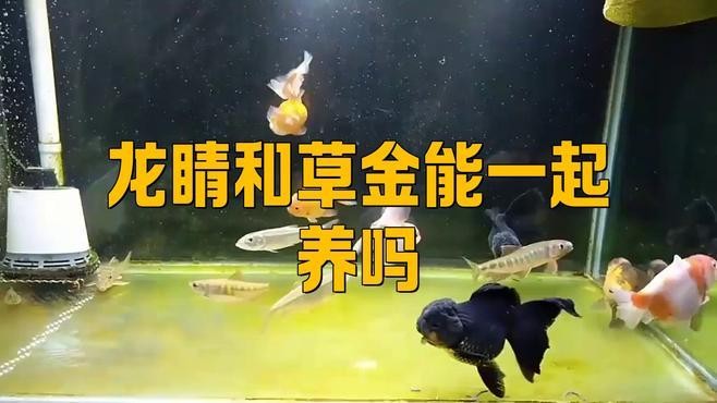 龍睛魚和哪些魚混養會有沖突？ 龍睛魚和哪些魚混養會有沖突？ 龍魚百科 第6張