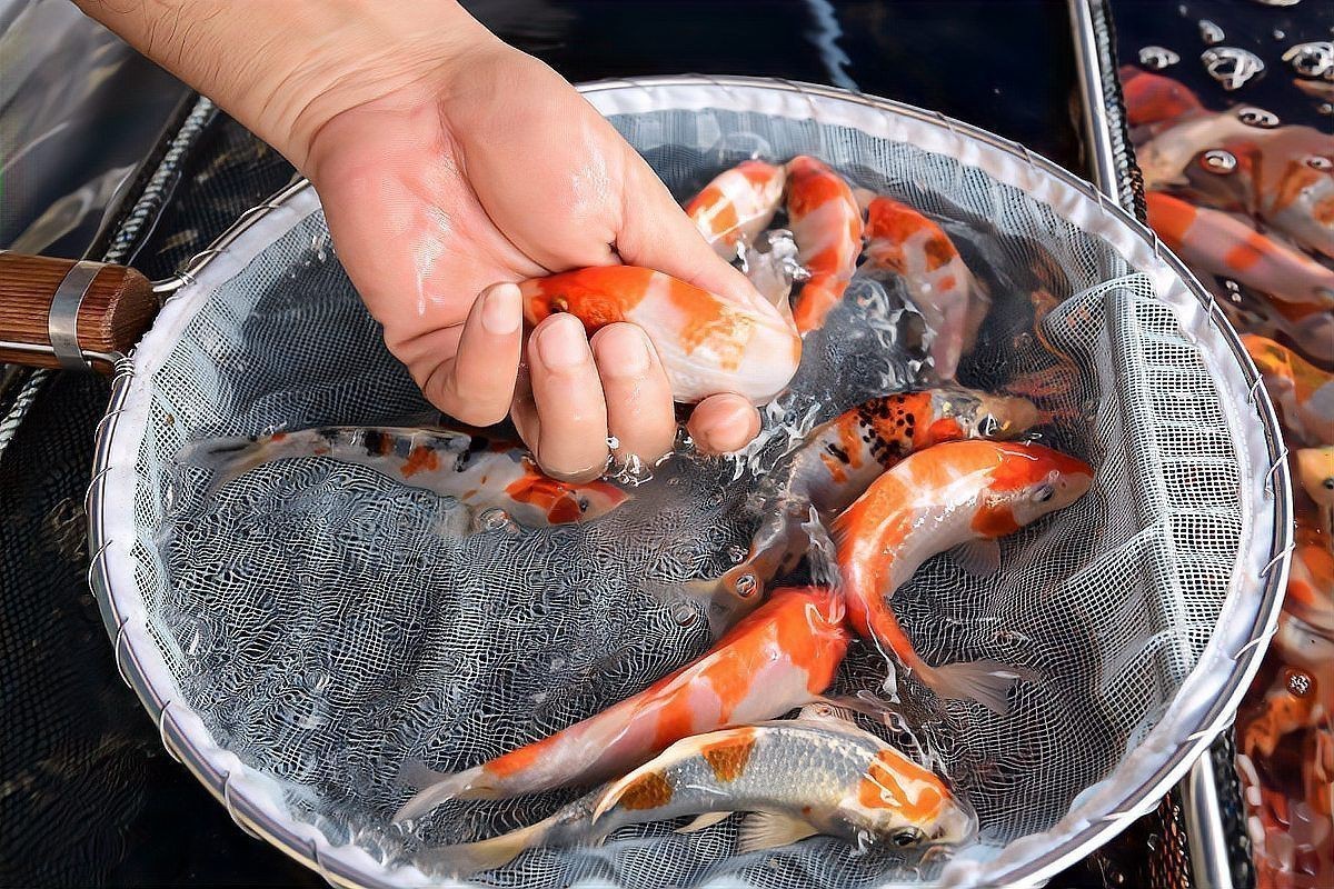 錦鯉掉鱗還能長出來嗎 錦鯉掉鱗還能長出來嗎 龍魚百科 第1張