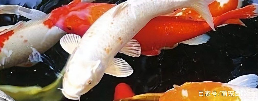 錦鯉掉鱗還能長出來嗎 錦鯉掉鱗還能長出來嗎 龍魚百科 第8張