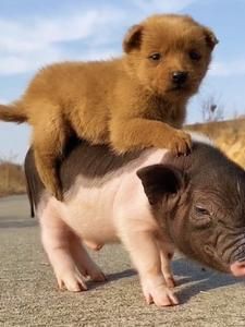 錦鯉掉鱗還能長出來嗎 錦鯉掉鱗還能長出來嗎 龍魚百科 第9張