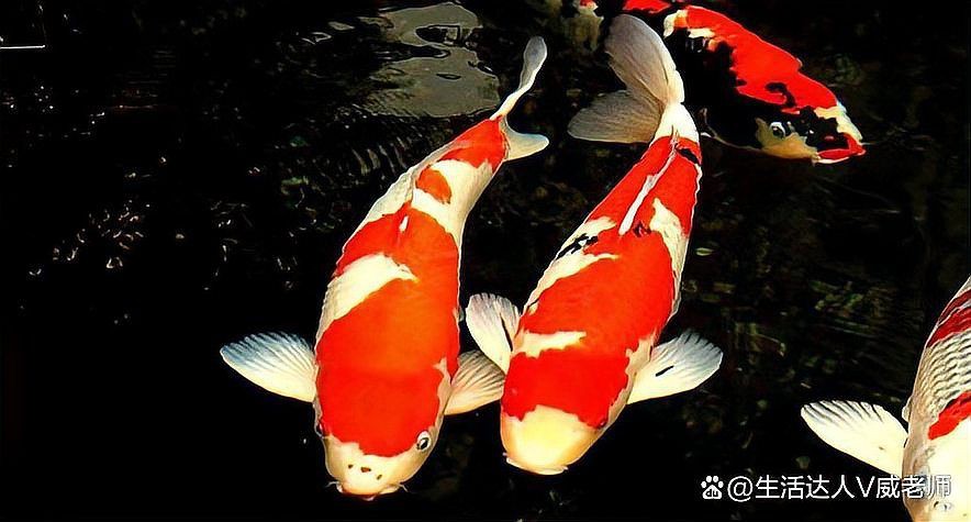 錦鯉掉鱗還能長出來嗎 錦鯉掉鱗還能長出來嗎 龍魚百科 第15張