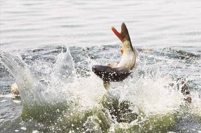 龍魚象征詩句：關于龍魚的詩句 龍魚象征詩句：關于龍魚的詩句 龍魚百科