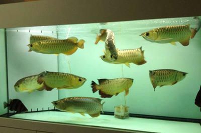 金龍魚需不需要開燈，如何模擬自然光照養金龍魚,金龍魚燈光顏色選擇指南 金龍魚需不需要開燈，如何模擬自然光照養金龍魚,金龍魚燈光顏色選擇指南 龍魚百科 第2張