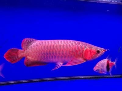 龍魚常見疾病圖片大全大圖高清：龍魚常見疾病以及圖片