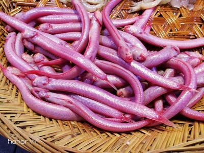 潮汕的龍魚（潮汕識魚大全|這么多魚和海鮮，你都認得清嗎？）