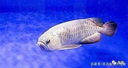 龍魚多少度要加溫了才會死：龍魚低溫下食欲減退怎么辦，龍魚生病時加溫的具體操作