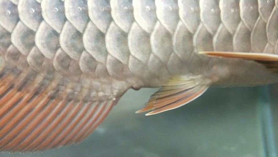 龍魚脫肛能治好嗎：如何判斷龍魚脫肛嚴(yán)重程度 龍魚脫肛能治好嗎：如何判斷龍魚脫肛嚴(yán)重程度 龍魚百科 第4張