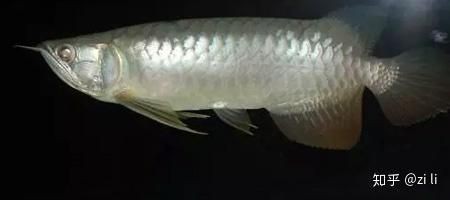 如何判斷龍魚充血溶鱗是否好轉？ 如何判斷龍魚充血溶鱗是否好轉？ 龍魚百科 第9張