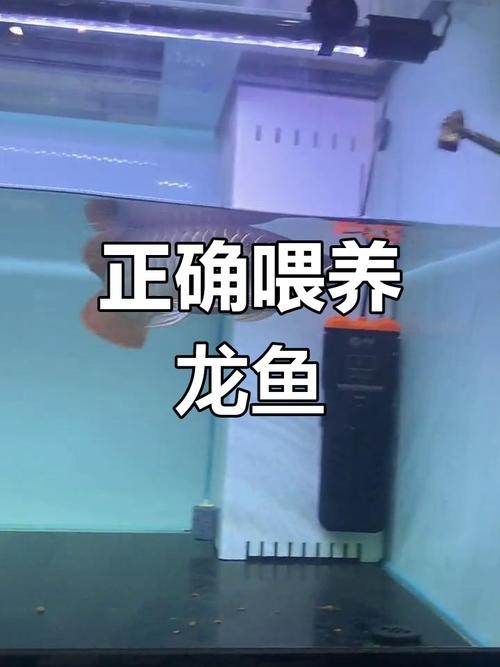 龍魚魚缸溫度多少合適喂食