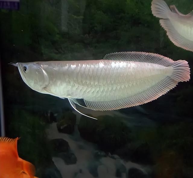 龍魚翹尾巴怎么回事視頻