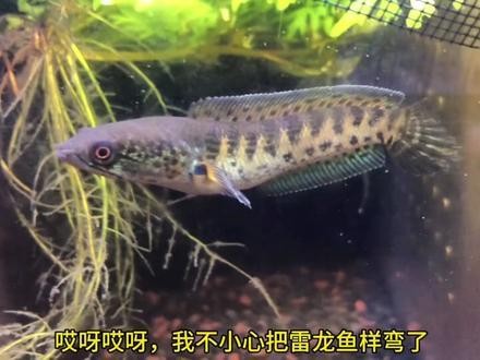 龍魚翹尾巴怎么回事視頻
