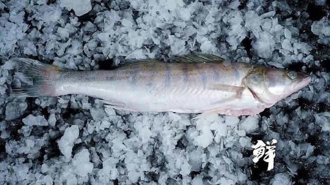 雪龍魚是海魚還是河魚圖片高清 雪龍魚是海魚還是河魚圖片高清 龍魚百科 第5張