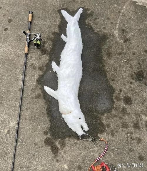雪龍魚是海魚還是河魚圖片高清 雪龍魚是海魚還是河魚圖片高清 龍魚百科 第22張