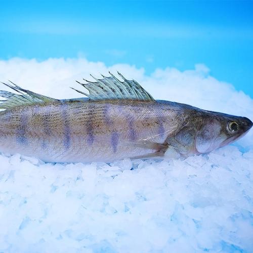 雪龍魚是海魚還是河魚圖片高清 雪龍魚是海魚還是河魚圖片高清 龍魚百科 第6張