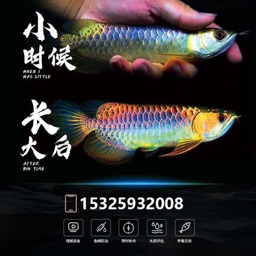 馬來紅龍魚圖片欣賞大全集