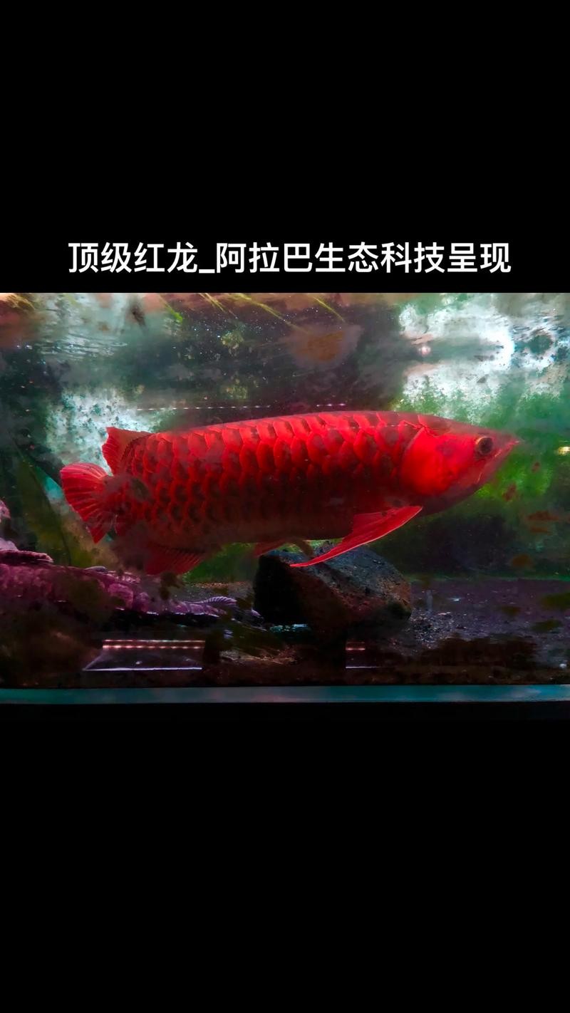 馬來紅龍魚圖片欣賞大全集