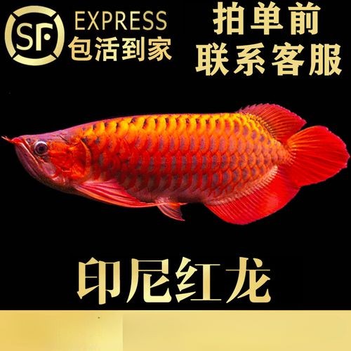 馬來紅龍魚圖片欣賞大全集