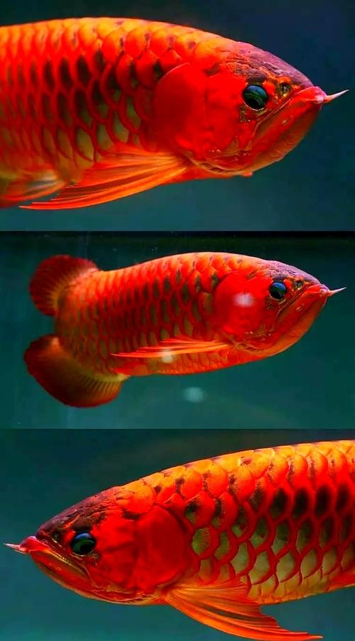 馬來紅龍魚圖片欣賞大全集