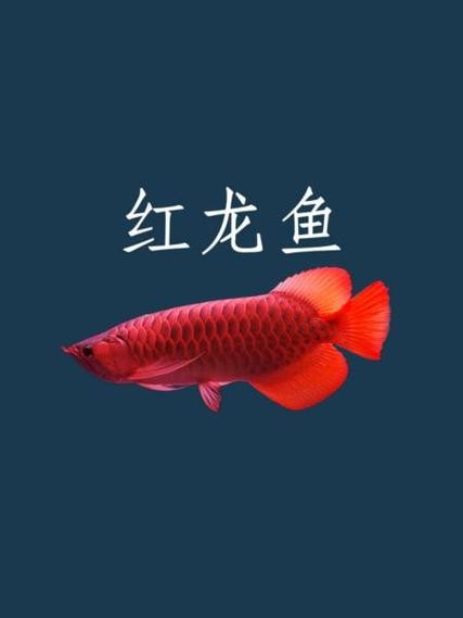 馬來紅龍魚圖片欣賞大全集