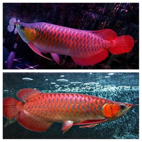 馬來紅龍魚圖片欣賞大全集