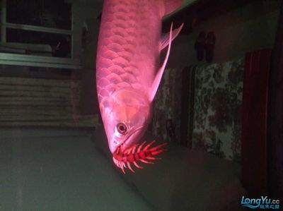 龍魚吃蜈蚣嗎？：龍魚會吃蜈蚣嗎